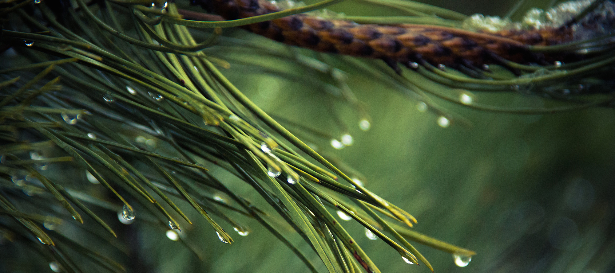 Pico de CO2 y de gases que atrapan calor | Climate Central, image size:2000x889